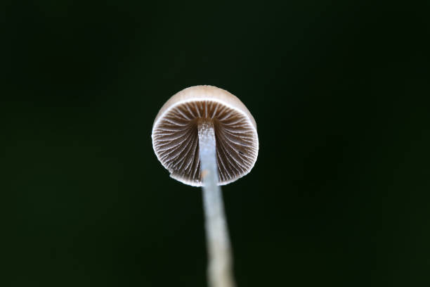 istock Wild mushrooms in the grass, North China 2024450652