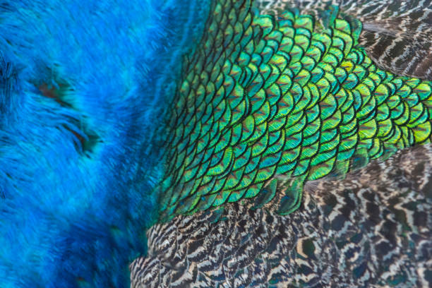 Male peacock bird with colorful feather. Peacock bird with colorful plumage in natural setting. Wildlife, nature, feathers, and exotic animal bird. Wildlife in summer outdoors.
