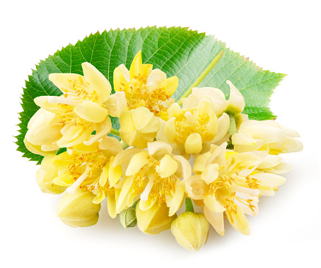 Linden flowers isolated on white background.