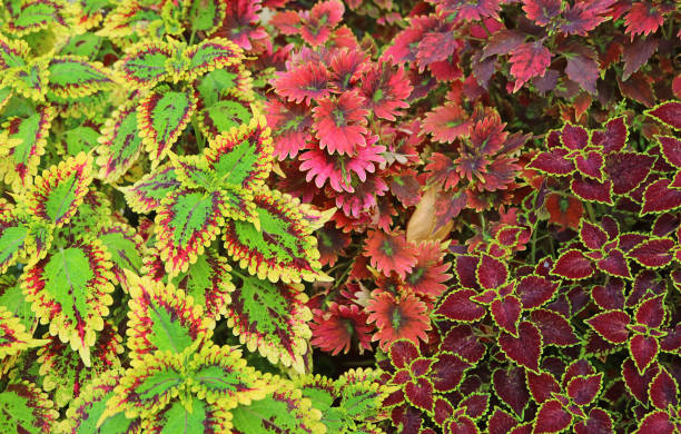 Colorful Variegated Leaves of Painted Nettle Coleus and Trusty Rusty Coleus in the Garden Colorful Variegated Leaves of Painted Nettle Coleus and Trusty Rusty Coleus in the Garden coleus plant plectranthus scutellarioides close up stock pictures, royalty-free photos & images
