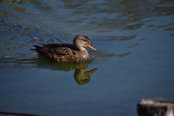 Gadwall on the water.\nNot retouching photo.
