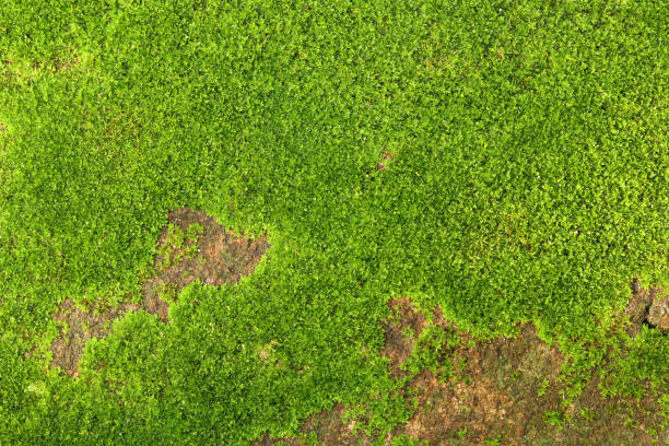 istock Closeup of fresh green moss on stone wall for background and design art work. 2024482826