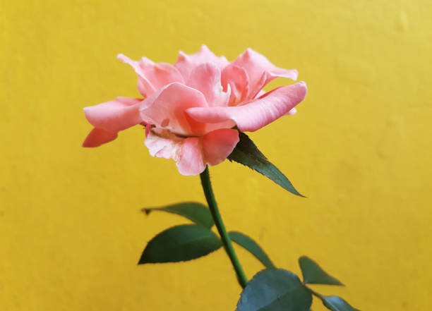 Orange Rose flowers isolated on yellow background
