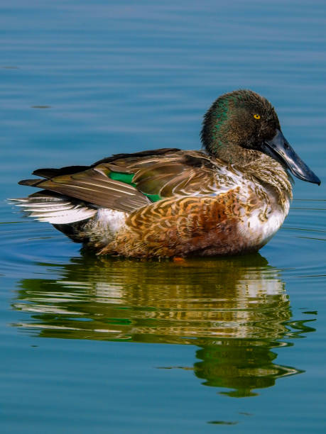 istock northern shoveler 2024495970