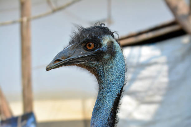 Under the bright sun of the Australian outback, a close-up view reveals the intricate features of an emu (Dromaius novaehollandiae). With its large, expressive eyes and distinctive, elongated beak, the emu's gaze captures the essence of curiosity and vigilance. Its coarse, feathered neck and head are adorned with patterns that blend seamlessly into the rugged landscape beyond—a panorama of sparse vegetation and distant horizons under a clear blue sky. This snapshot encapsulates the emu's adaptation to its arid surroundings, where its keen senses and unique physical attributes enable it to thrive amidst the challenges of the outback's unforgiving terrain.