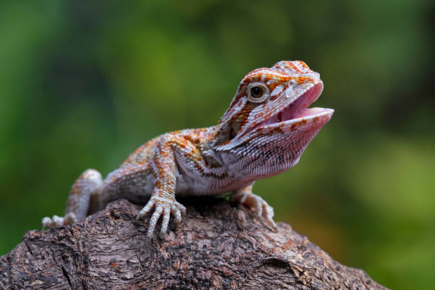 istock bearded dragon sitting on a branch with its mouth open 2024509396