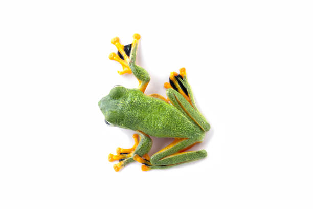 A photo of the European tree frog
