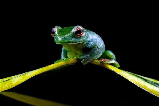 istock Rhacophorus dulitensis, Jade tree frog sitting on leaves 2024509913