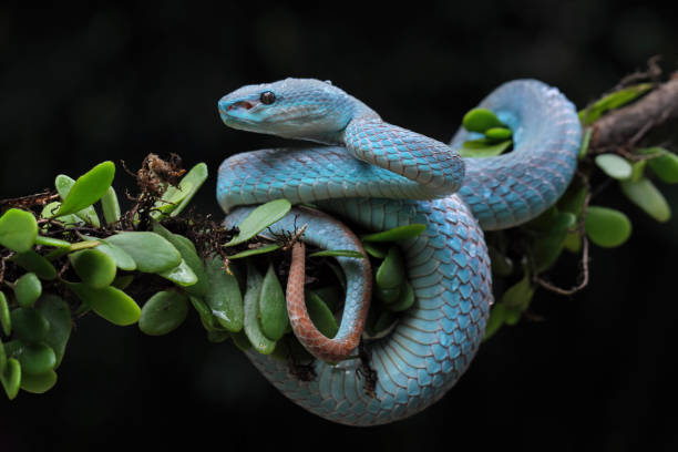 istock blue viper snake close-up on branch, blue insularis,Trimeresurus Insularis 2024510438