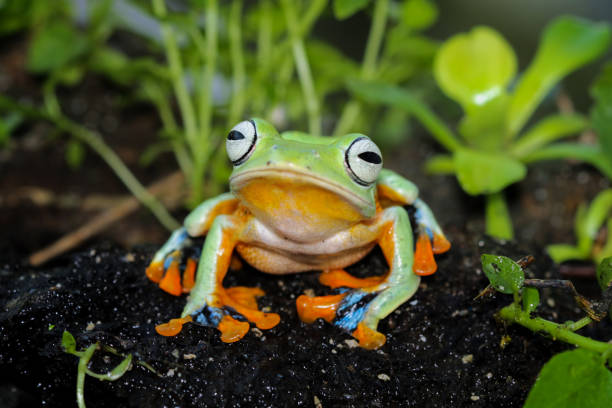 3d render. Cheerful green frog wearing a royal golden crown, symbolizing fairy tales.