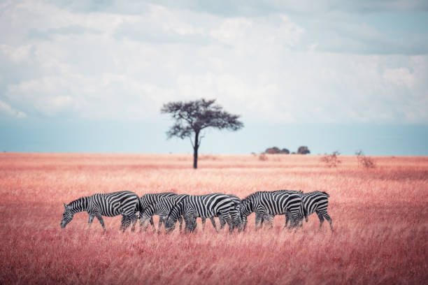 Group of zebras grazing in African savanna  (Infrared Aerochrome look).