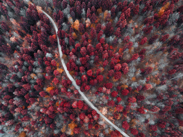 istock Road In Surreal Forest 2024533842