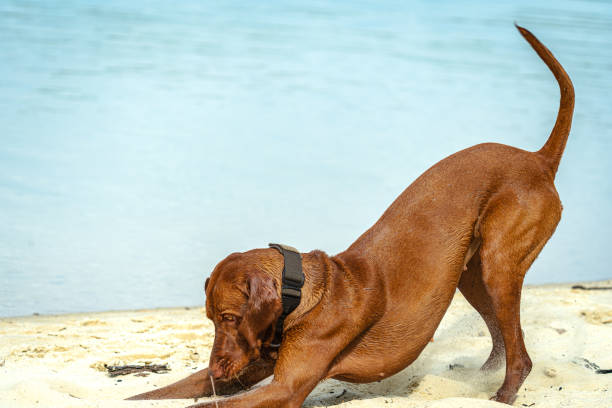 Hungarin vizsla puppy outdoors on the concrete ground.