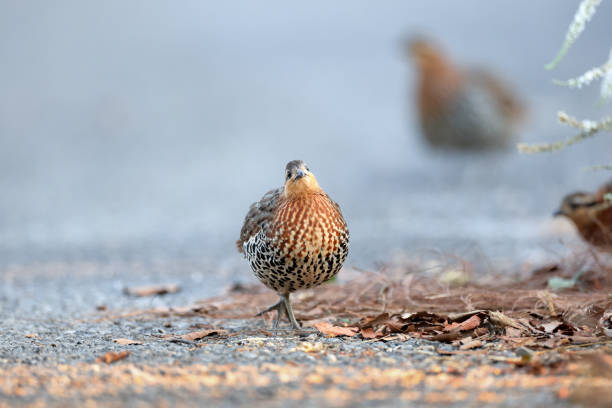 Beautiful Mountain Bamboo Partridge