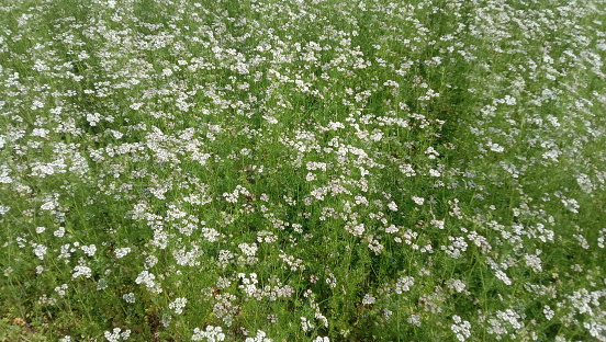 The green coriander with white flowers in the farm