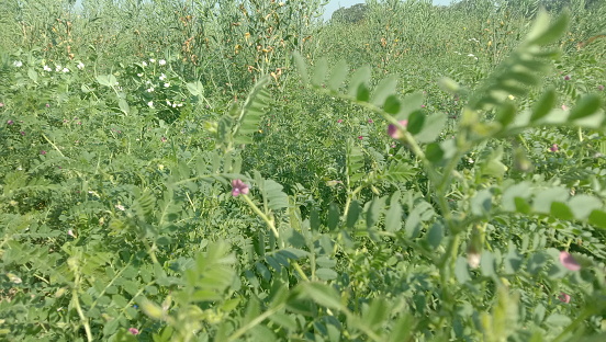 The gree peas crop view in the farm