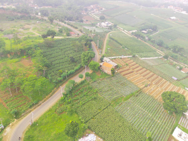 istock Misty view of plantations 2024546873