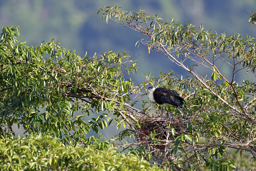 Asian Woollyneck make nest on the tor of tree