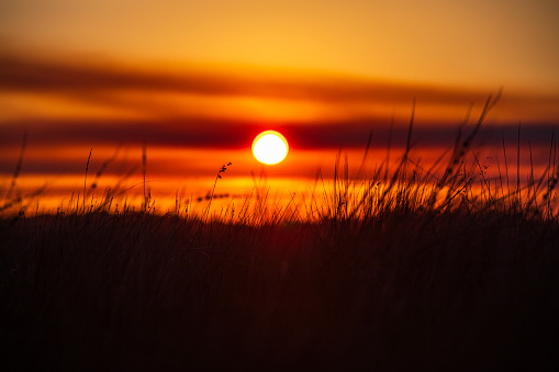 Depth of field shot of golden sun setting behind silhouetted tall grass