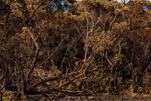 Dry, burnt out bushland from aftermath of bushfire in Australia
