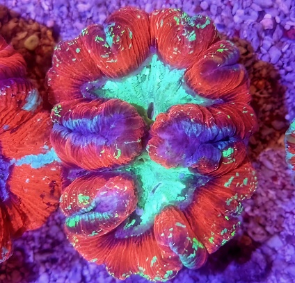 Lobophyllia, commonly called lobed brain coral or lobo coral, is a genus of large polyp stony corals. Members of this genus are sometimes found in reef aquariums