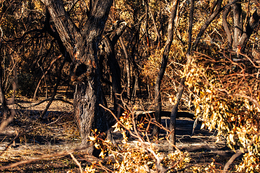 Dry, burnt out bushland from aftermath of bushfire in Australia