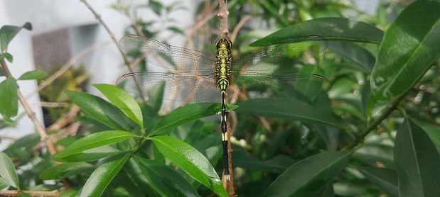 A dragonfly lives in a plant branch