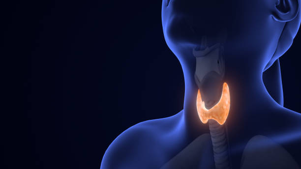 istock Human Thyroid Gland Anatomy Animation 2024615119