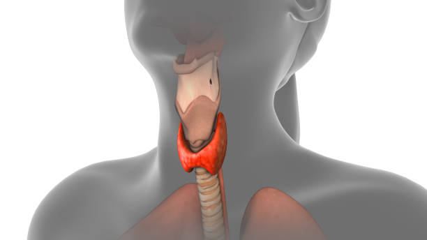 istock Thyroid gland in human body 2024617170