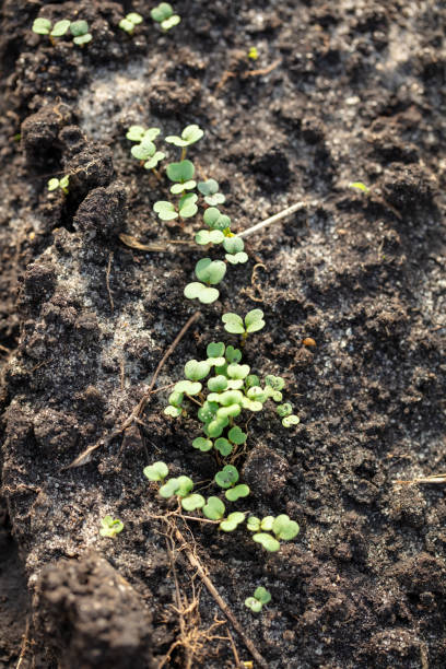 istock Radish shoots on the ground in the garden. Spring 2024623320