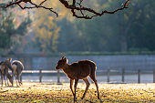 Deer at Nara park, Nara city Japan, little deer in morning sunlight.