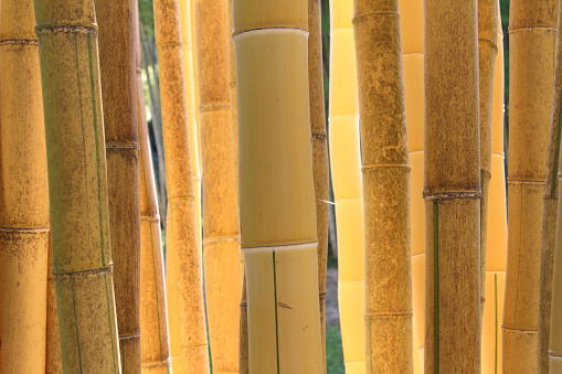 Close up shot of bamboo stems.