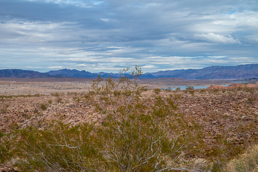 Desert landscape with a small shrub in focus near Lake Mead