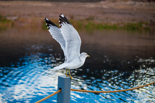 Ring-billed gull (Larus delawarensis) banking along trees at edge of Bantam Lake in Connecticut, late autumn