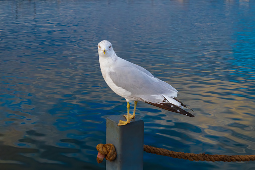 Australian Silver Seagull landing on a pole