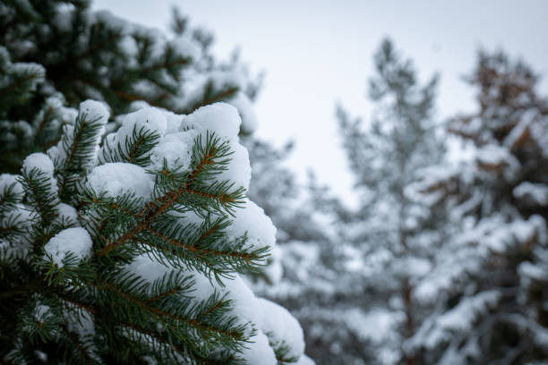 istock evergreen tree branch covered in snow and frost 2024631593