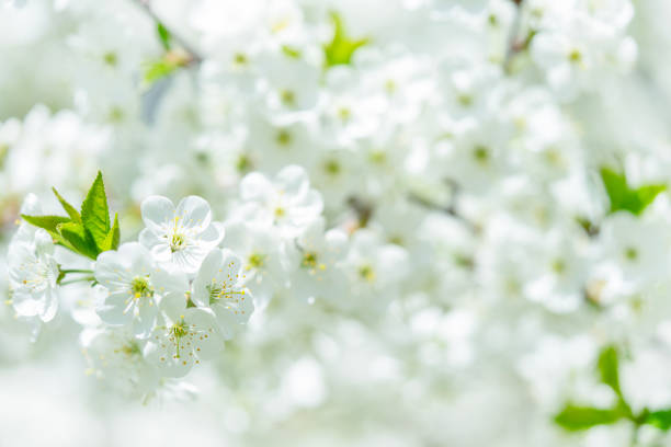 White spring background of cherry tree blossom. Close up
