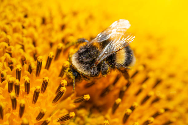 istock Bumblebee on sunflower covered with pollen. Yellow background, macro shot. 2024635322
