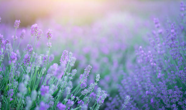 istock Blooming lavender flowers natural background. Copy space 2024635854
