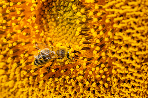 A bee covered with pollen on sunflower. Natural yellow background.
