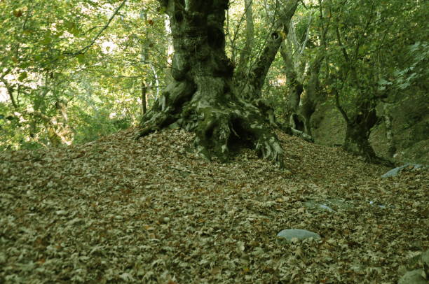 Sycamore trees and dry leaves in the forest. Salihli, Manisa, Turkey. 09/04/2017