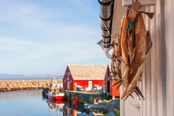 Stockfish hanging for drying in a harbor in the Norwegian coast