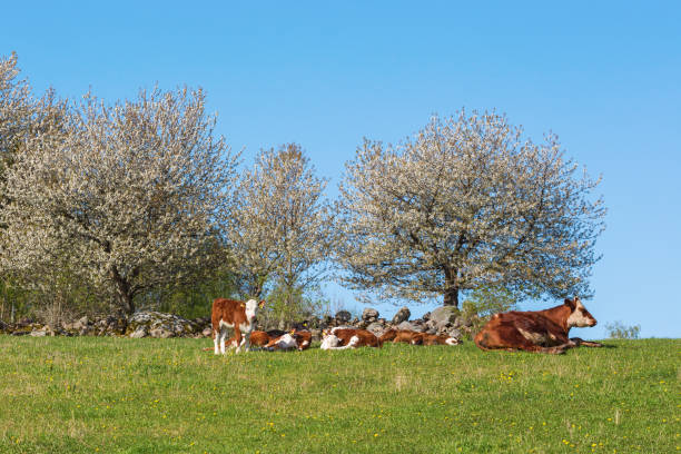 istock Blossoming cherry trees and calves 2024651726