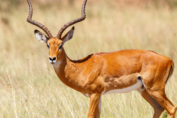 istock Impala antelope in east africa 2024652272