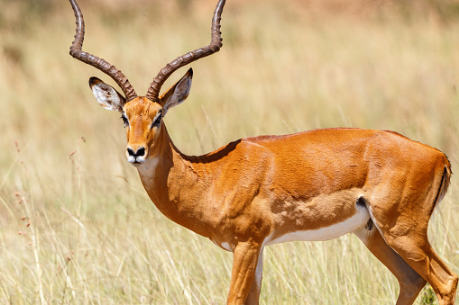 Impala antelope in east africa
