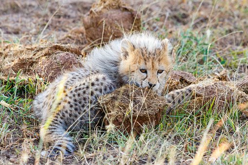 Cheetah cub rests in the grass in the savanna