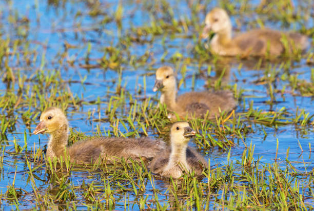 Greylag Goose goslings swim in a lake and eating grass