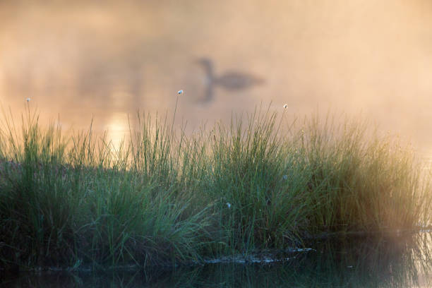 Grass dew in a lake in the morning light Grass dew in a lake in the morning light sunset dew stock pictures, royalty-free photos & images