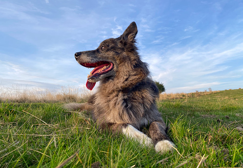 Shepherd dog in grass field.