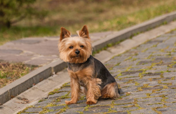 istock Portrait of a Yorkshire Terrier dog 2024659756
